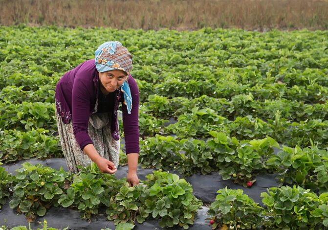 المرأة الريفية قوة لا يستهان بها